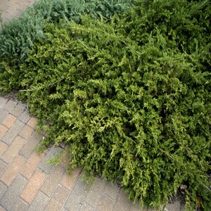 Juniperus Sabina Buffalo Savin Juniper