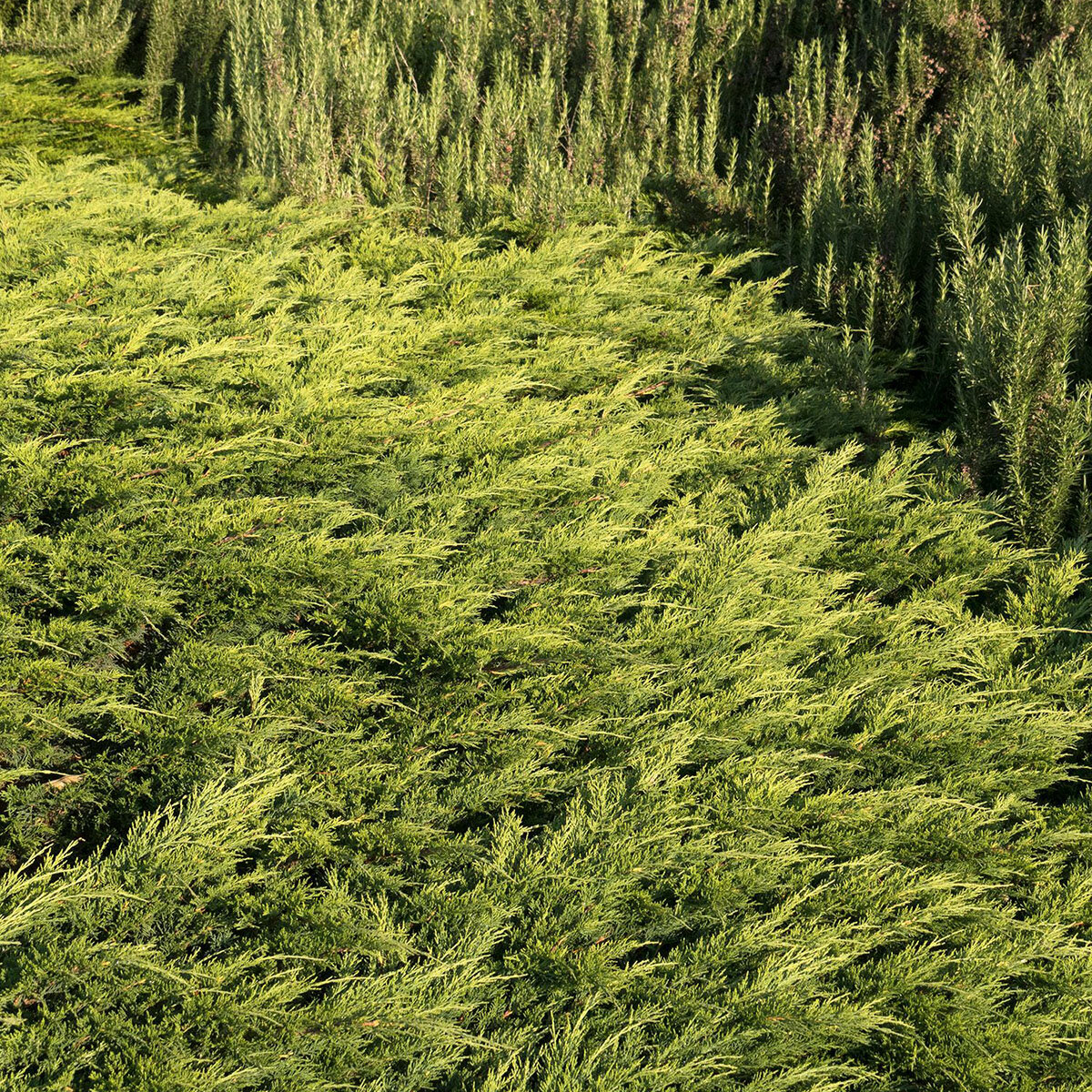 Juniperus sabina Calgary Carpet Monrovia Savin Juniper | SiteOne US