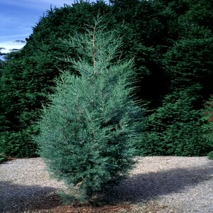 Juniperus Virginiana Burkii Eastern Red Cedar