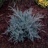 Juniperus Virginiana Grey Owl Juniper