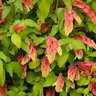 Justica Brandegeena Shrimp Plant