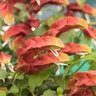 Justica Brandegeena Shrimp Plant