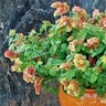 Justica Brandegeena Shrimp Plant