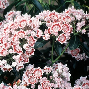 Kalmia Latifolia Carousel Mountain Laurel
