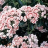 Kalmia Latifolia Carousel Mountain Laurel