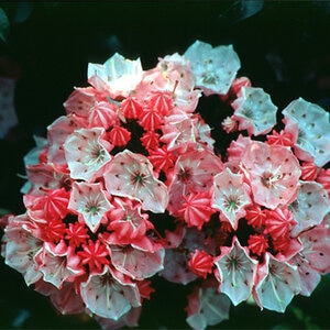Kalmia Latifolia Little Linda Mountain Laurel