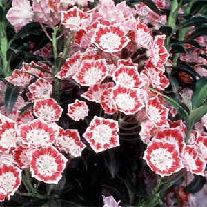 Kalmia Latifolia Minuet Mountain Laurel