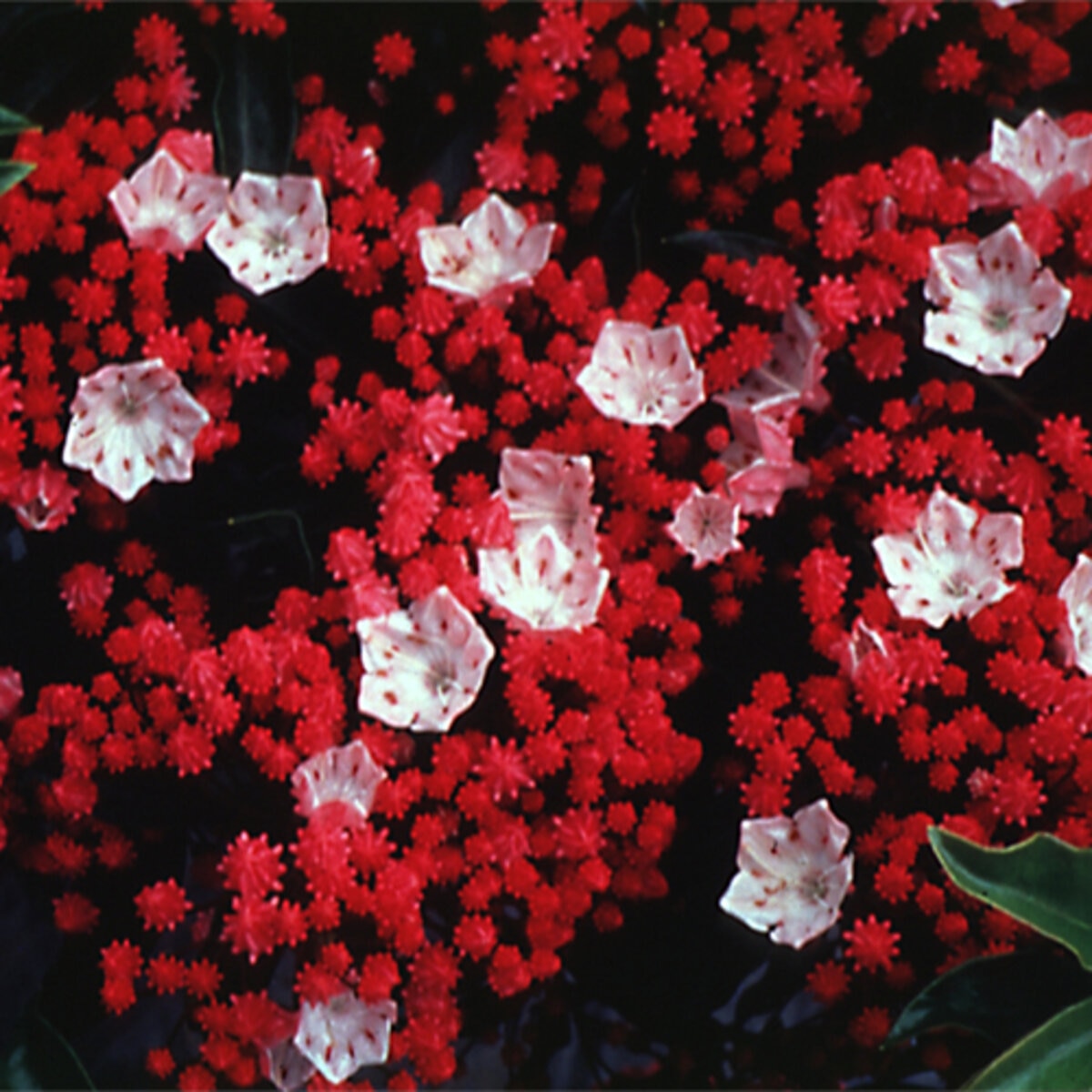 Olympic fire mountain laurel