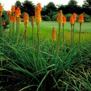 Kniphofia Uvaria Red Hot Poker