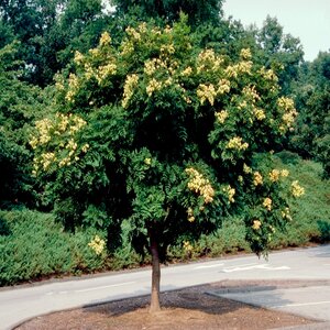 Koelreuteria Paniculata Golden Raintree