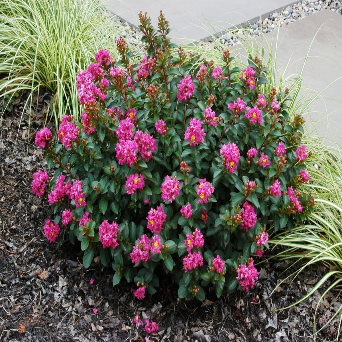 Lagerstroemia Indica Pocomoke Crape Myrtle | SiteOne US