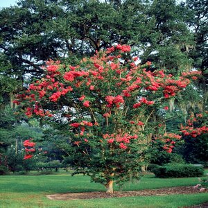Lagerstroemia indica x fauriei Tuskegee Crape Myrtle