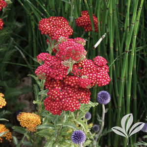 Achillea Millefolium Red Velvet Yarrow