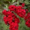 Lagerstroemia Indica Dynamite Crape Myrtle
