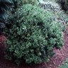 Sarcococca Confusa Sweet Box 2 gal. Container