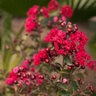 Lagerstroemia Indica Dynamite Crape Myrtle