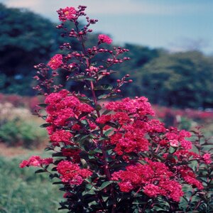 Lagerstroemia Indica Red Rocket Crape Myrtle