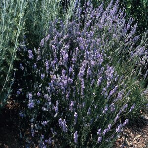 Lavandula Angustifolia Munstead English Lavender
