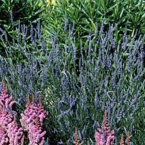 Lavandula X Intermedia Grosso Purple Lavandin