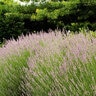 Lavandula X Intermedia Provence Blue Lavandin