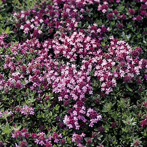 Thymus Serpyllum Magic Carpet Creeping Thyme