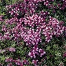 Thymus Serpyllum Magic Carpet Creeping Thyme