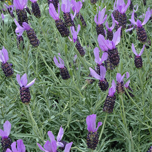 Lavandula Stoechas Spanish Lavender