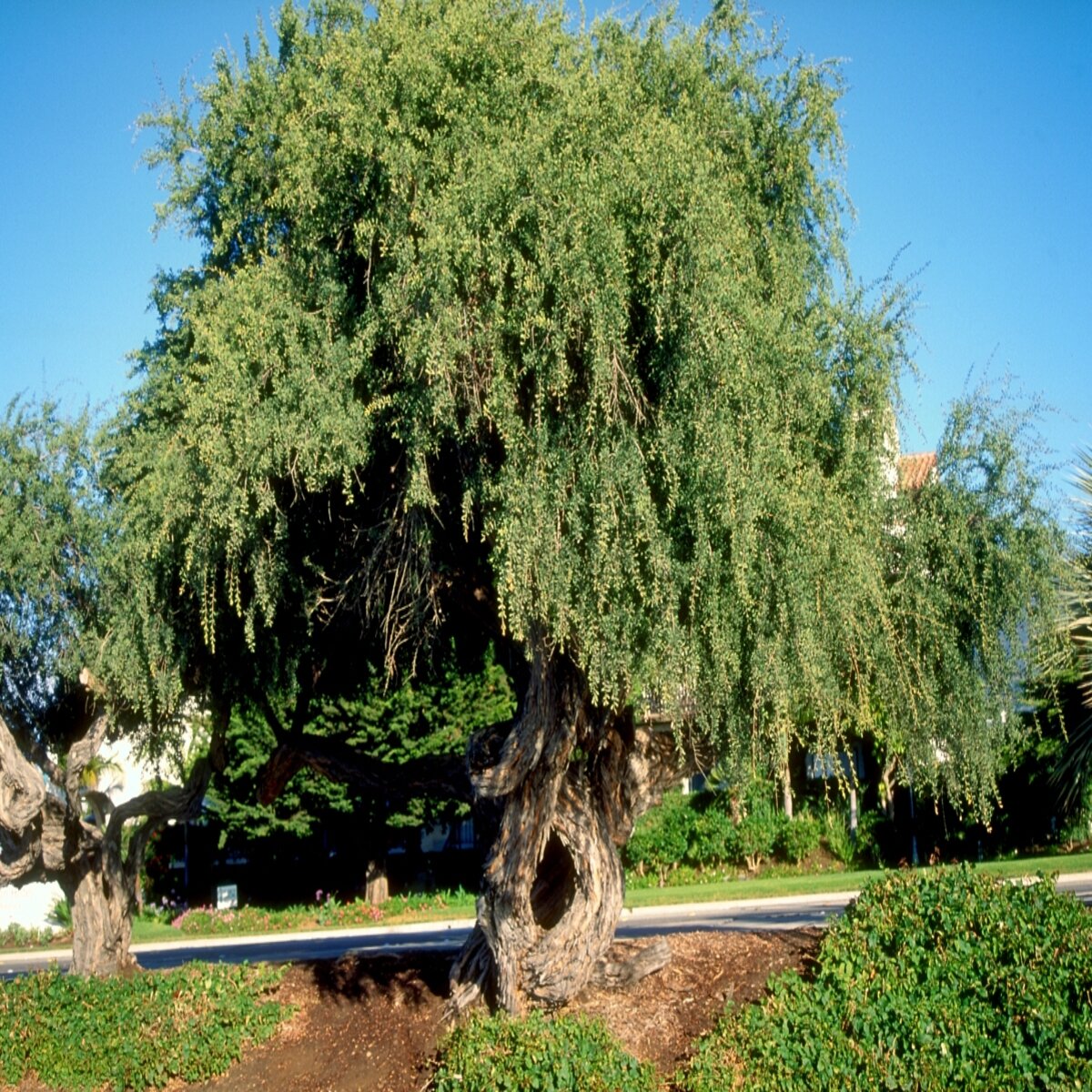 Leptospermum Laevigatum Coast Tea Tree | SiteOne US