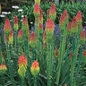 Kniphofia Hirsuta Fire Dance Dwarf Poker