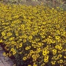 Rudbeckia Fulgida var. Fulgida Black-Eyed Susan SP4 Container