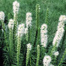 Liatris Spicata Floristan White Gayfeather
