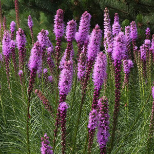 Liatris Spicata Kobold Gayfeather