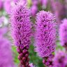 Liatris Spicata Gayfeather