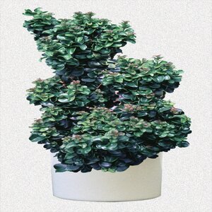 Ligustrum Japonicum Coriaceum Curly Leaf Japanese Privet