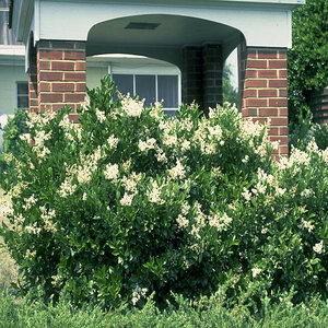 Ligustrum Japonicum Japanese Waxleaf Privet