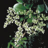 Ligustrum Japonicum Japanese Waxleaf Privet