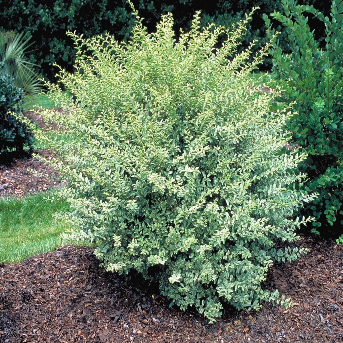 Ligustrum Sinense Variegatum Chinese Privet | SiteOne US