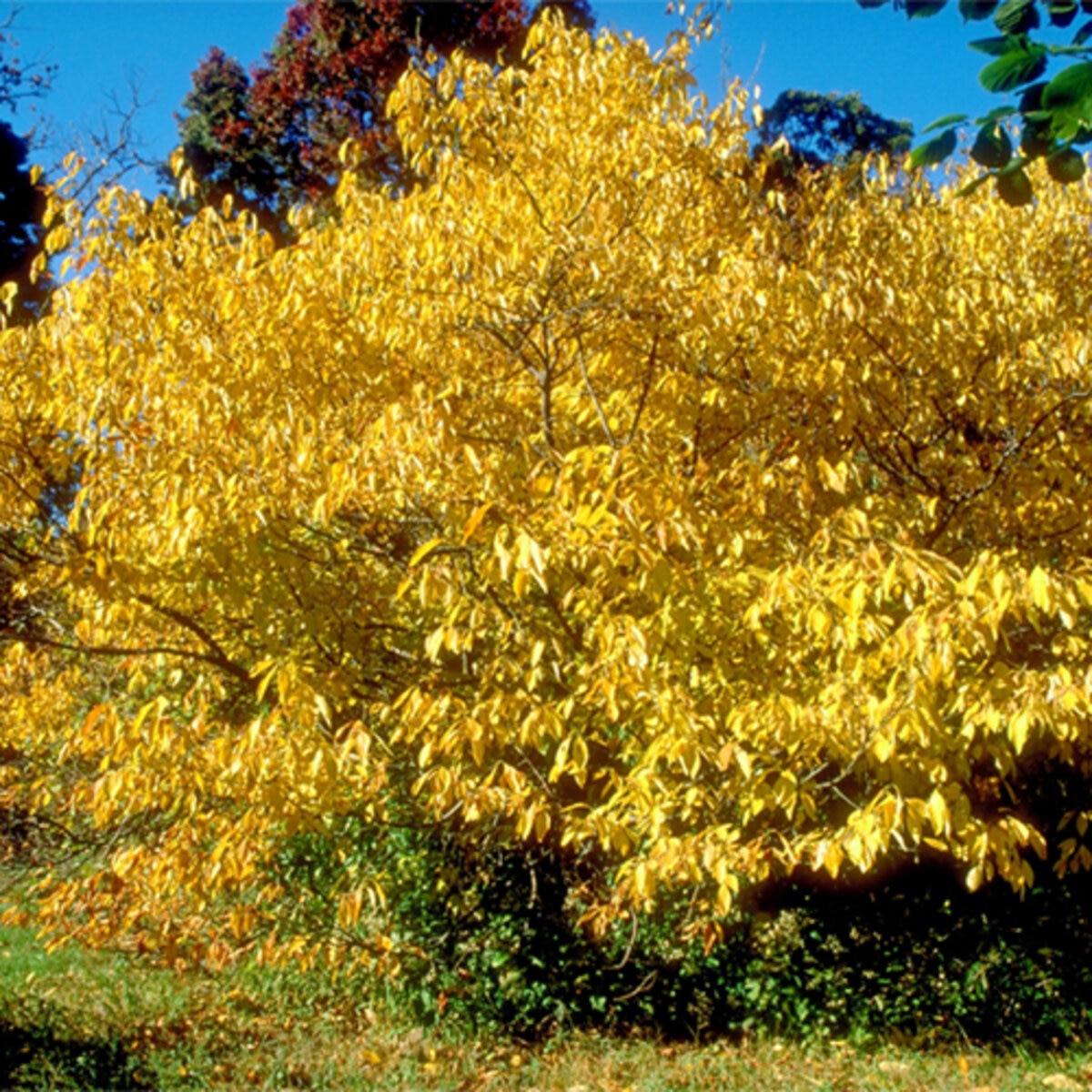 Lindera Benzoin Spicebush | SiteOne US