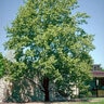 Liriodendron Tulipifera Tulip Tree