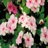 Impatiens Walleriana Impatiens 606 (6 Cell) Container