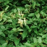 Lonicera Japonica Halliana Japanese Honeysuckle