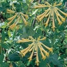 Lonicera Sempervirens f. Sulphurea John Clayton Trumpet Honeysuckle