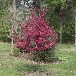 Malus X Prairifire Crabapple