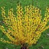 Forsythia X Intermedia Show Off Show Off Proven Winners Forsythia 2 gal. Container
