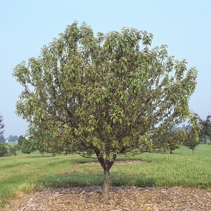 Malus X Coralburst Crabapple