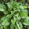 Hosta Paradigm Plantain Lily 1 gal. Container