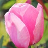 Tulipa Bulb Darwin Hybrid Pink Impression Tulip 100 Count Bag