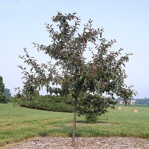 Malus X Indian Magic Crabapple