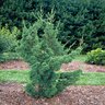 Juniperus Chinensis Robusta Green Chinese Juniper 7 gal. Container