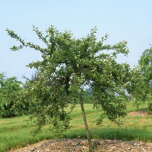 Malus Sargentii Tina Crabapple